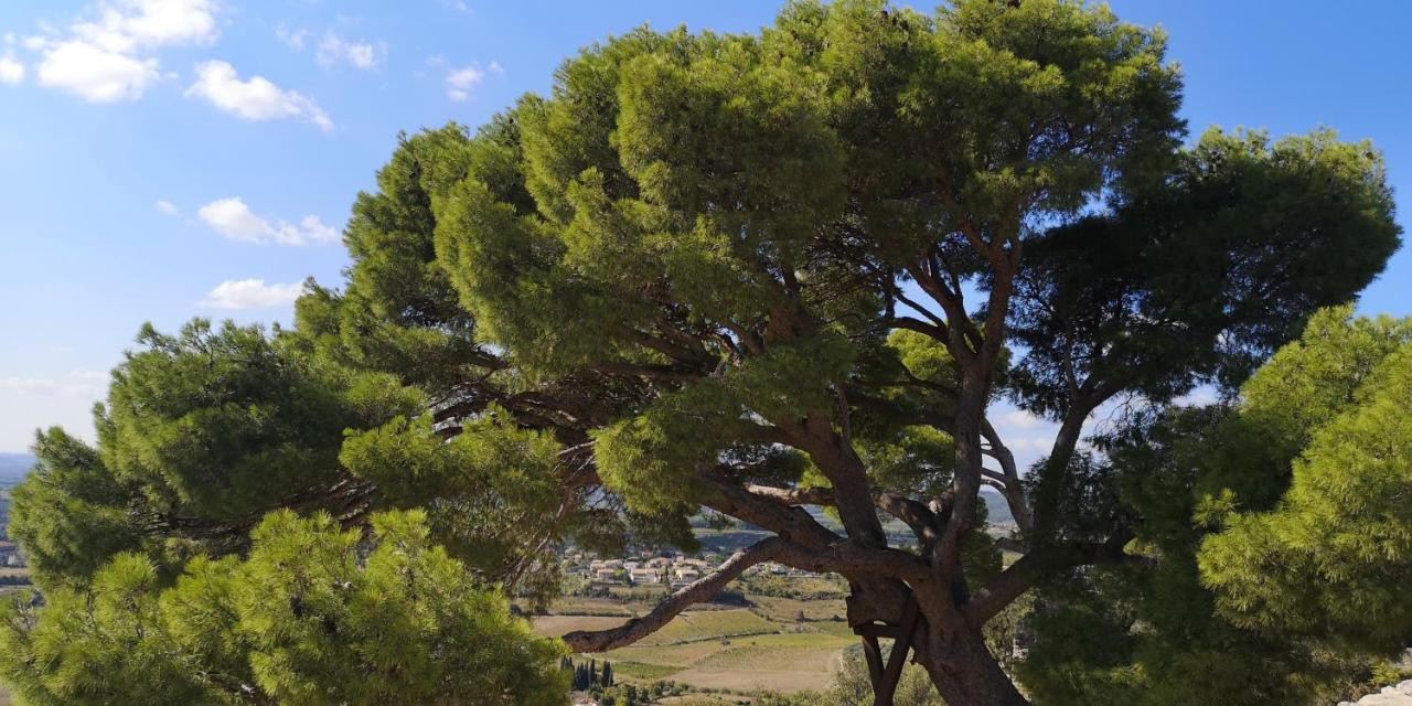 Bed and Breakfast Le Mimosa Saint-Saturnin-de-Lucian Exterior foto